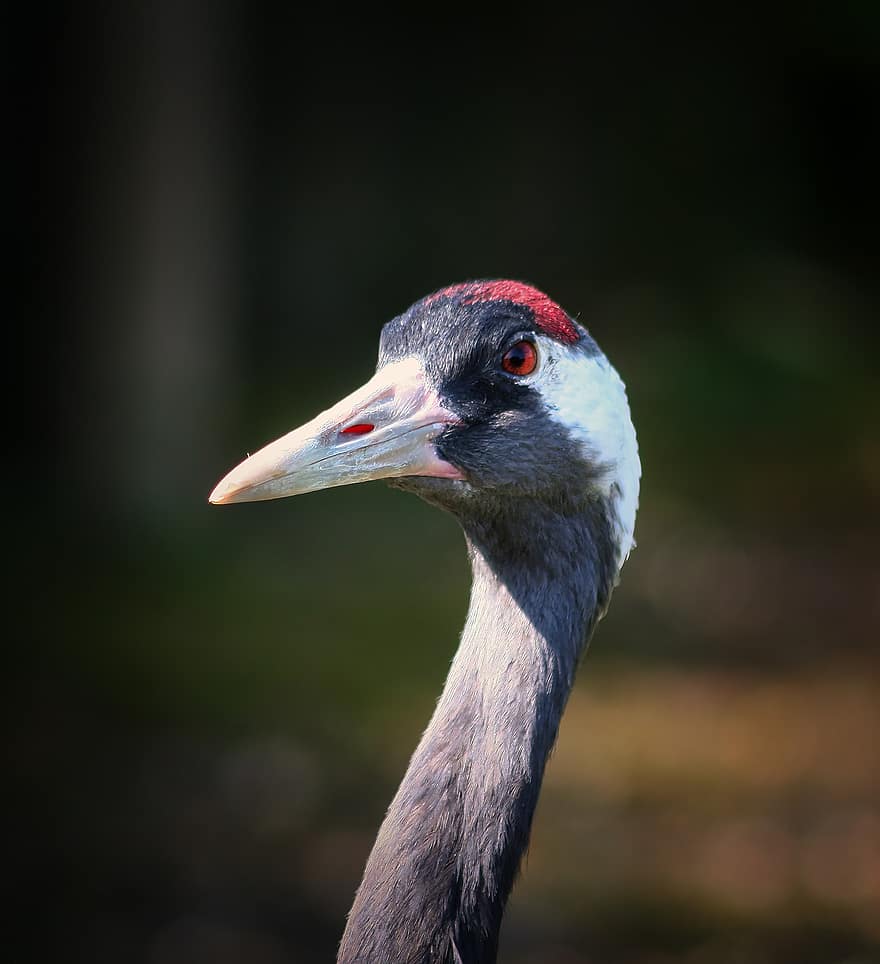 bird, common crane, ornithology