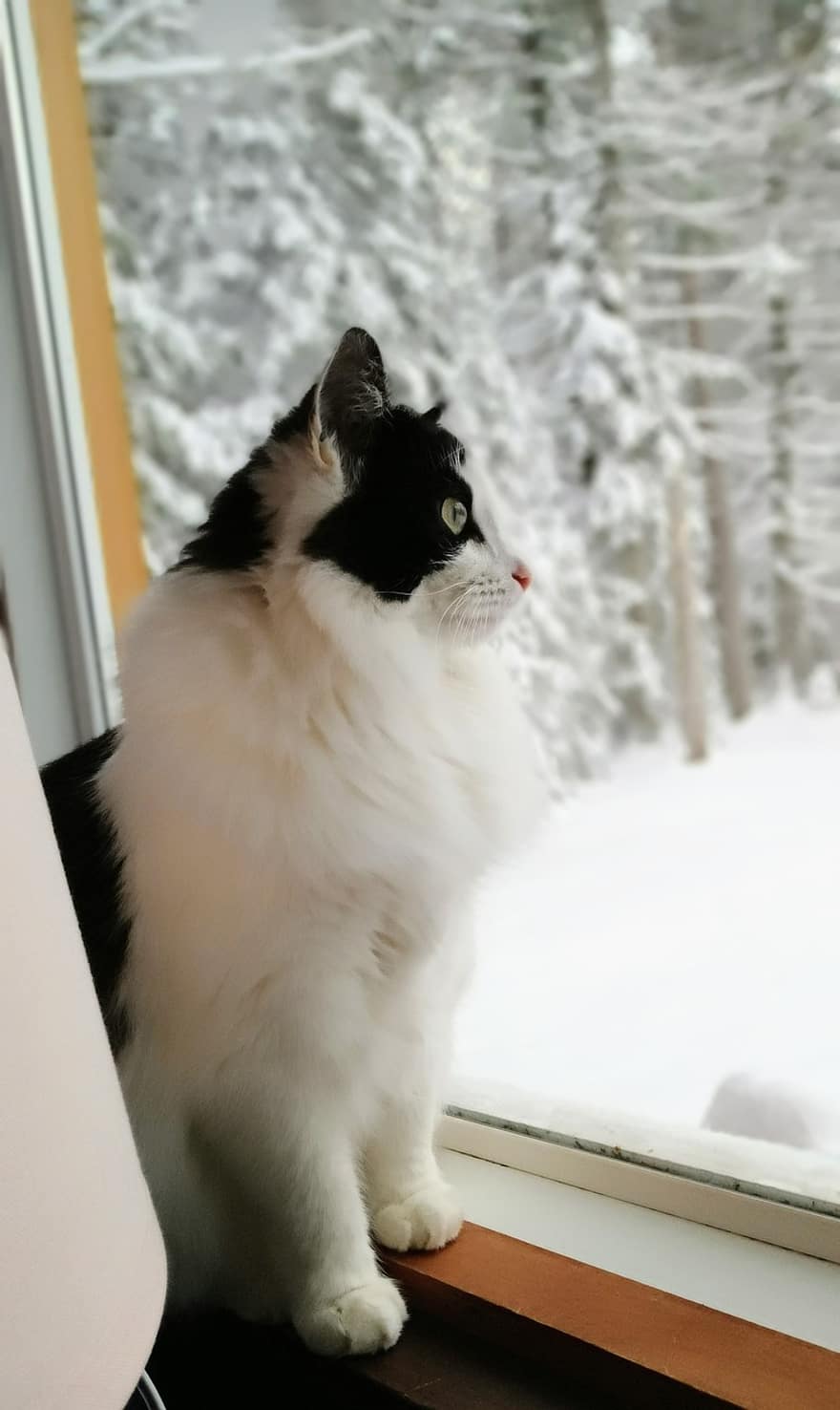 con mèo, vật nuôi, thú vật, cửa sổ, trong nước, có lông, dễ thương, mèo nhà, đang nhìn, lông thú, tuyết