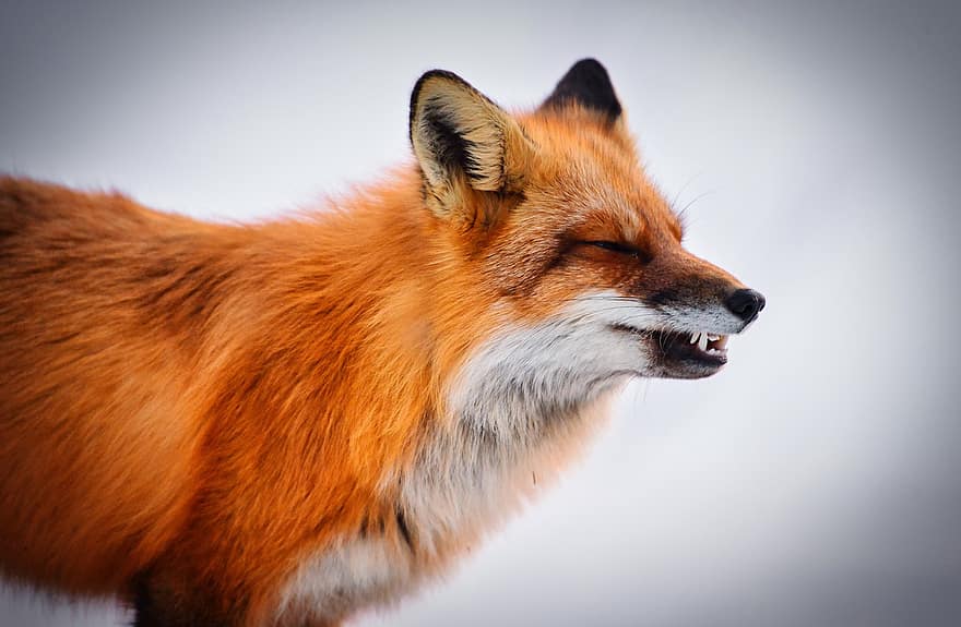 狐、動物、自然、哺乳類、動物相、冬、野生の動物、可愛い、キツネ、一匹の動物、閉じる
