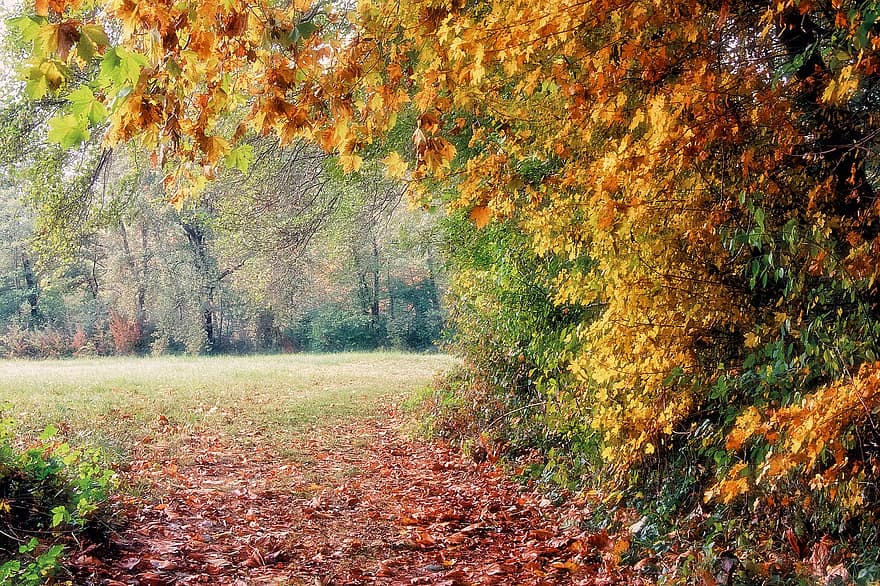 drzewa, las, jesień, odchodzi, spadek, gałęzie, ścieżka, szlak, kolorowe liście, kolory jesieni, Natura