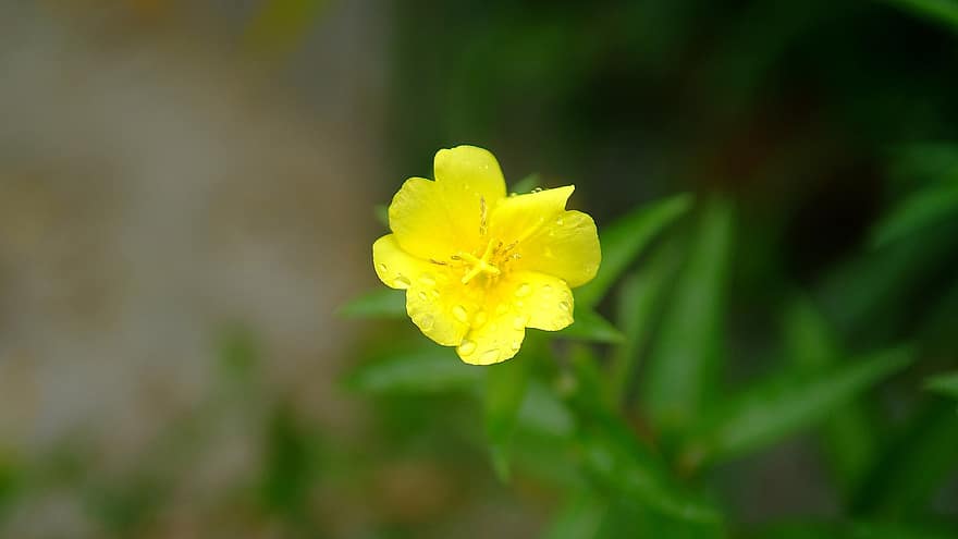 цвете, жълто цвете, градина, Република Корея, Инчеон, Скалата Сокбави, растение