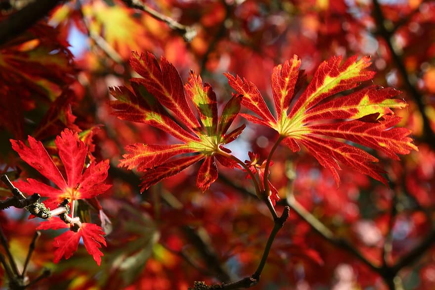 Daun-daun, dedaunan, ranting, pohon, musim gugur, penuh warna, warna musim gugur, daun jatuh
