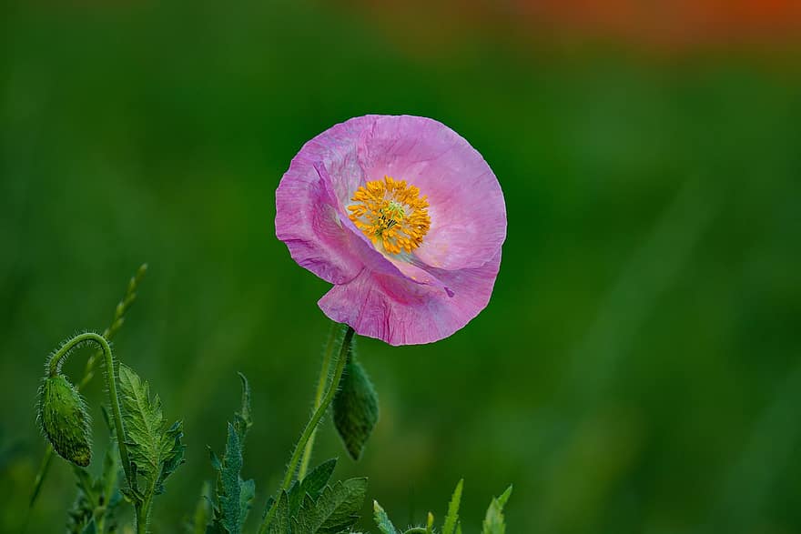 amapola, amapola rosada, flor rosa, flor, flor silvestre, República de Corea, planta