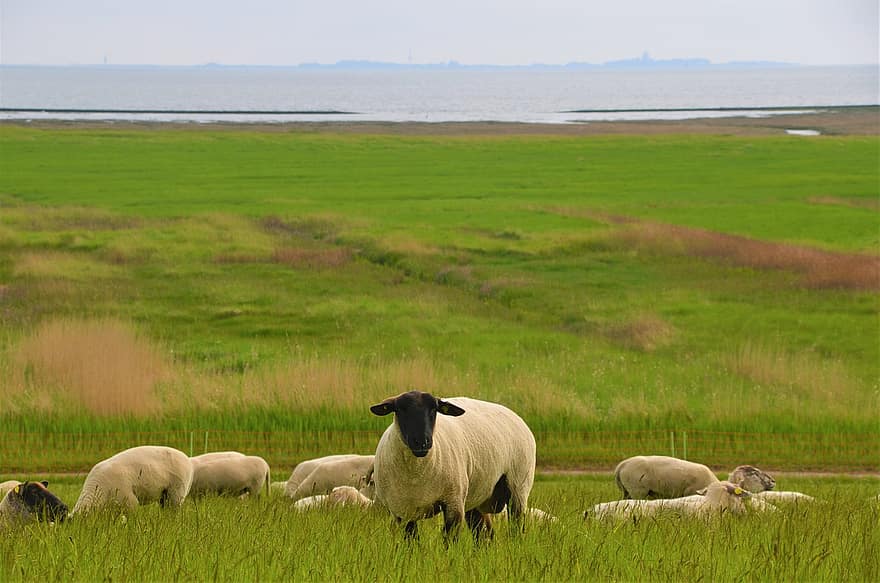 羊、子羊、草原、牧草地、堤防、沿岸ヘザー、ワッデン海、北海