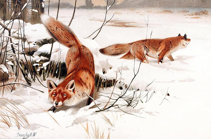 Red Foxes, Foxes, Predator, Canidae, Mammals, Vulpini, Carnivores