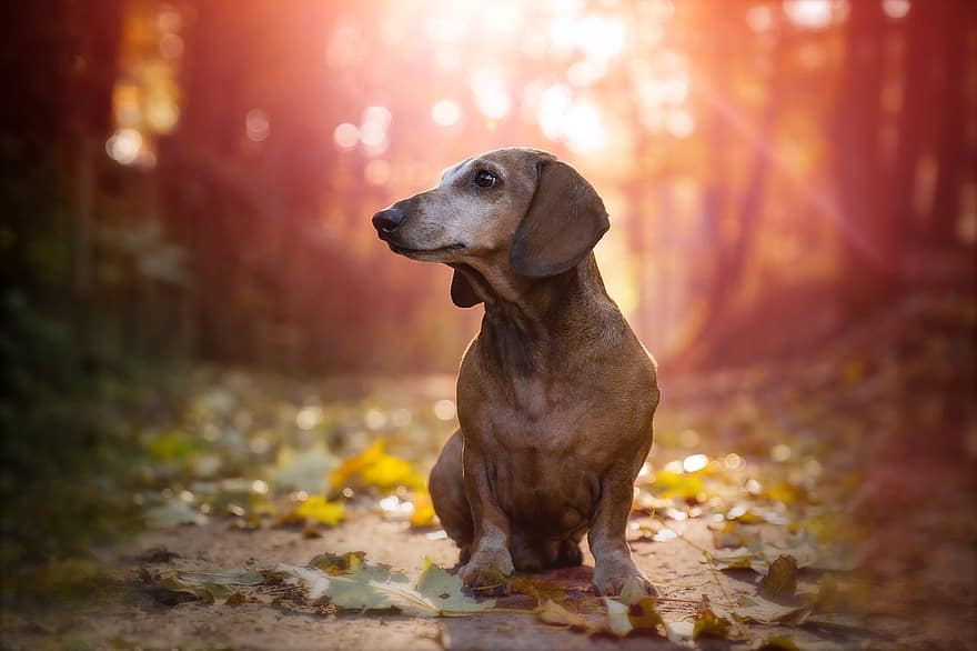 Dachshund, Dog, Pet, Animal, Forest, Bokeh, Canine, Outdoors