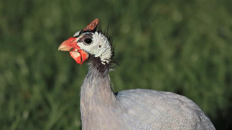 Guinea Fowl, Close-up, Head, Bird, Watching, Feathers, Spots, Small Head, Funny Looking, Prehistoric, Pearl Helmeted Guineafowl