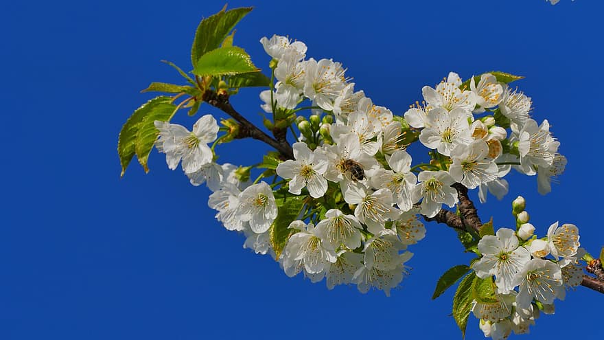 Sakura, virágok, cseresznye virágok, fehér szirmok, szirmok, virágzik, természet, virágzás, növényvilág