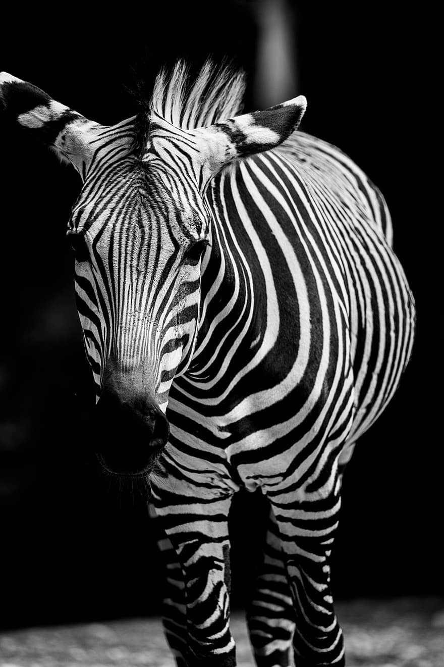 зебра, Африка, браконьерство, живая природа, лошадь, животное, сафари, природа, млекопитающее, обои на стену, Намибия