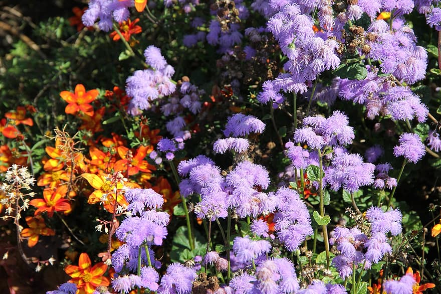 Bluemink, ziedi, augiem, ageratum, purpura ziedi, zied, lapas, raksturs, kritums