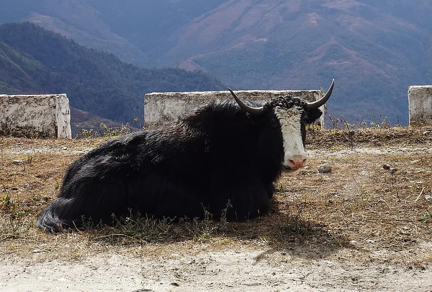 iaque, bovino, Bos Grunniens, iaque doméstico, himalaio, animal, tawang, Arunachal
