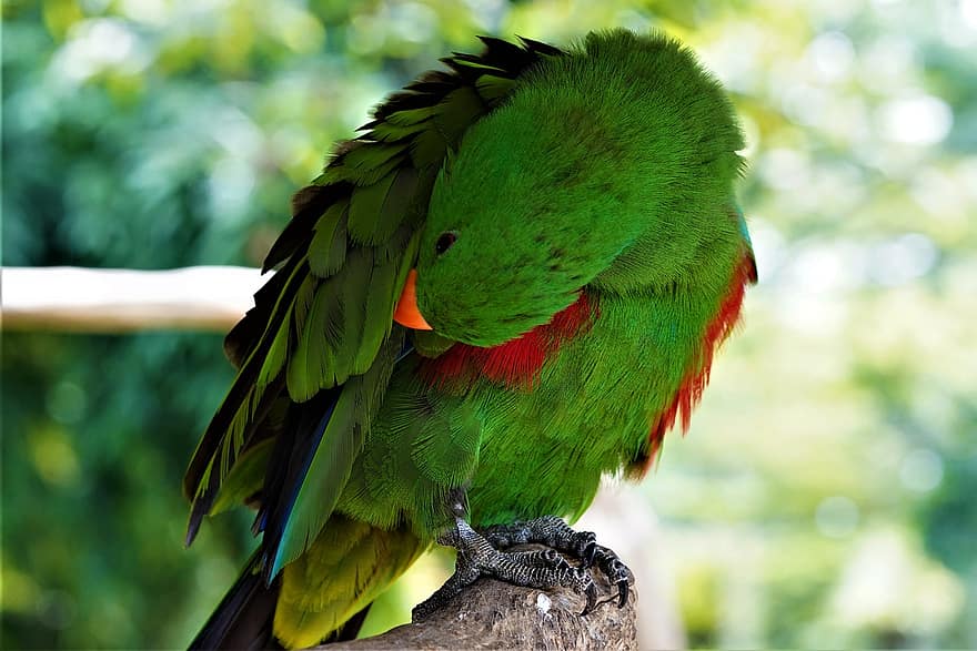 zielona papuga, papuga, ptak, zwierzę