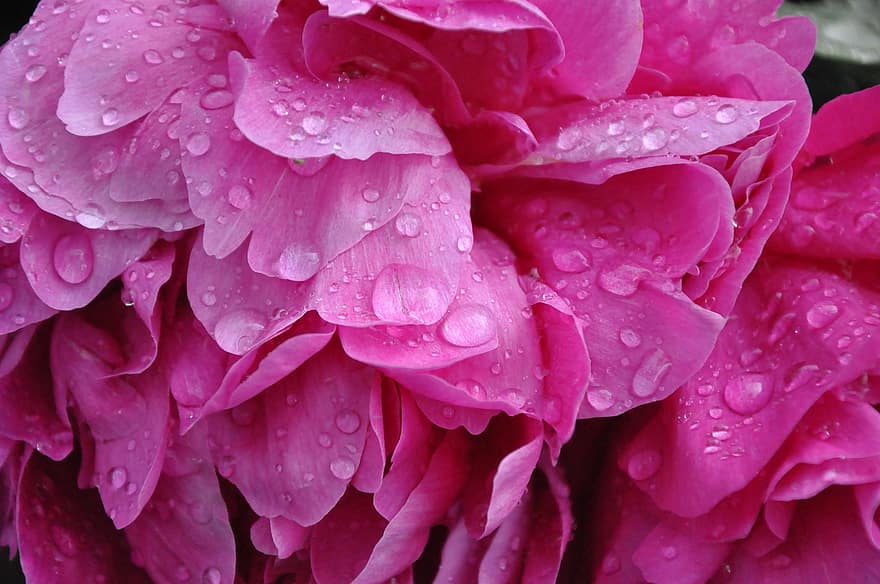 peonia, goccia di pioggia, rosa, petali, fiorire