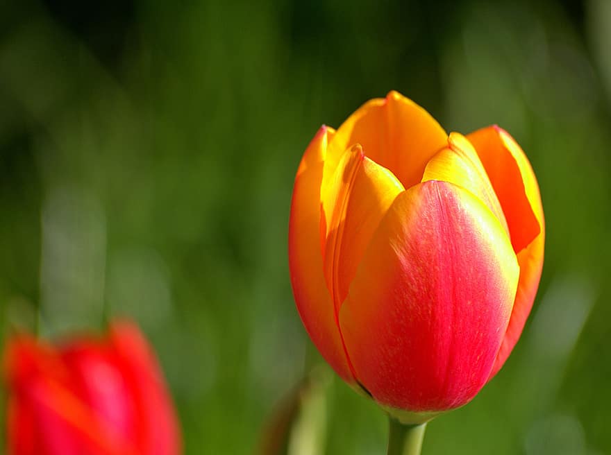 тюльпани, квіти, сад, природи, весна, цвіте