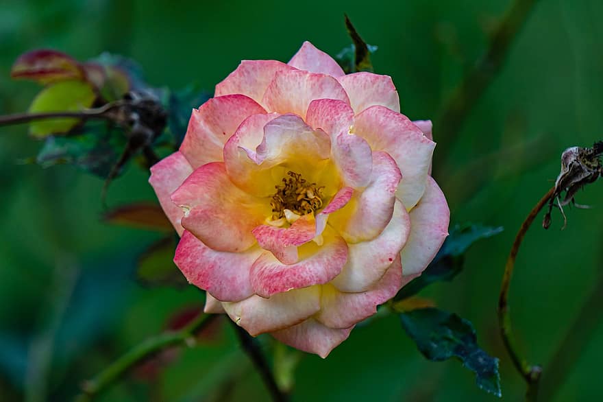 fleur, Rosa Peace, botanique, la nature, croissance, pétales, macro, plante, Floraison, jardin, flore