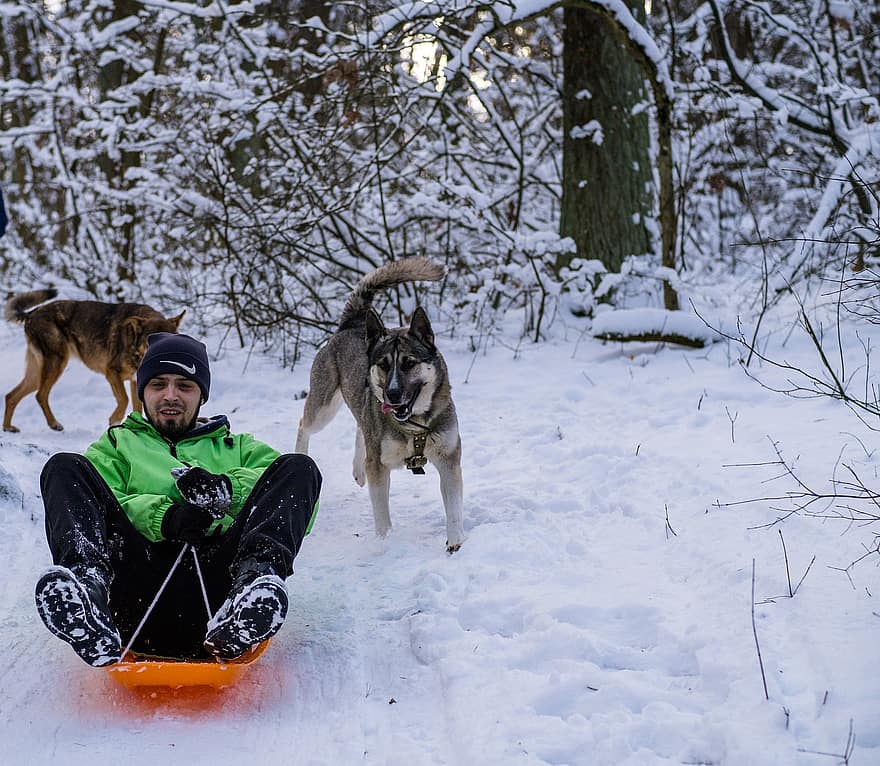 Sled, Forest, Man, Dogs, Sledding, Winter Clothes, Winter Clothing, Snow, Winter, Frost, Frosty