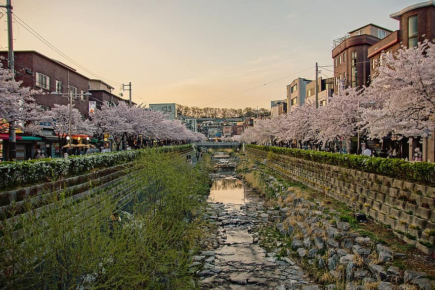 Korea Południowa, kwiaty wiśni, rzeka, Seongbukcheon, Seul, wiosna, Miasto