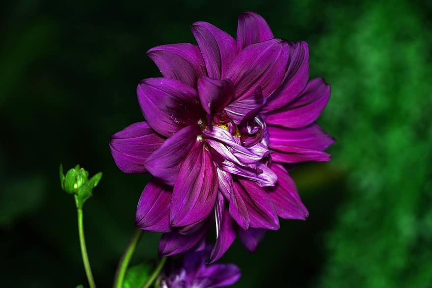 Flower, Dahlia, Purple, Flora, close-up, plant, petal, summer, leaf, flower head, botany