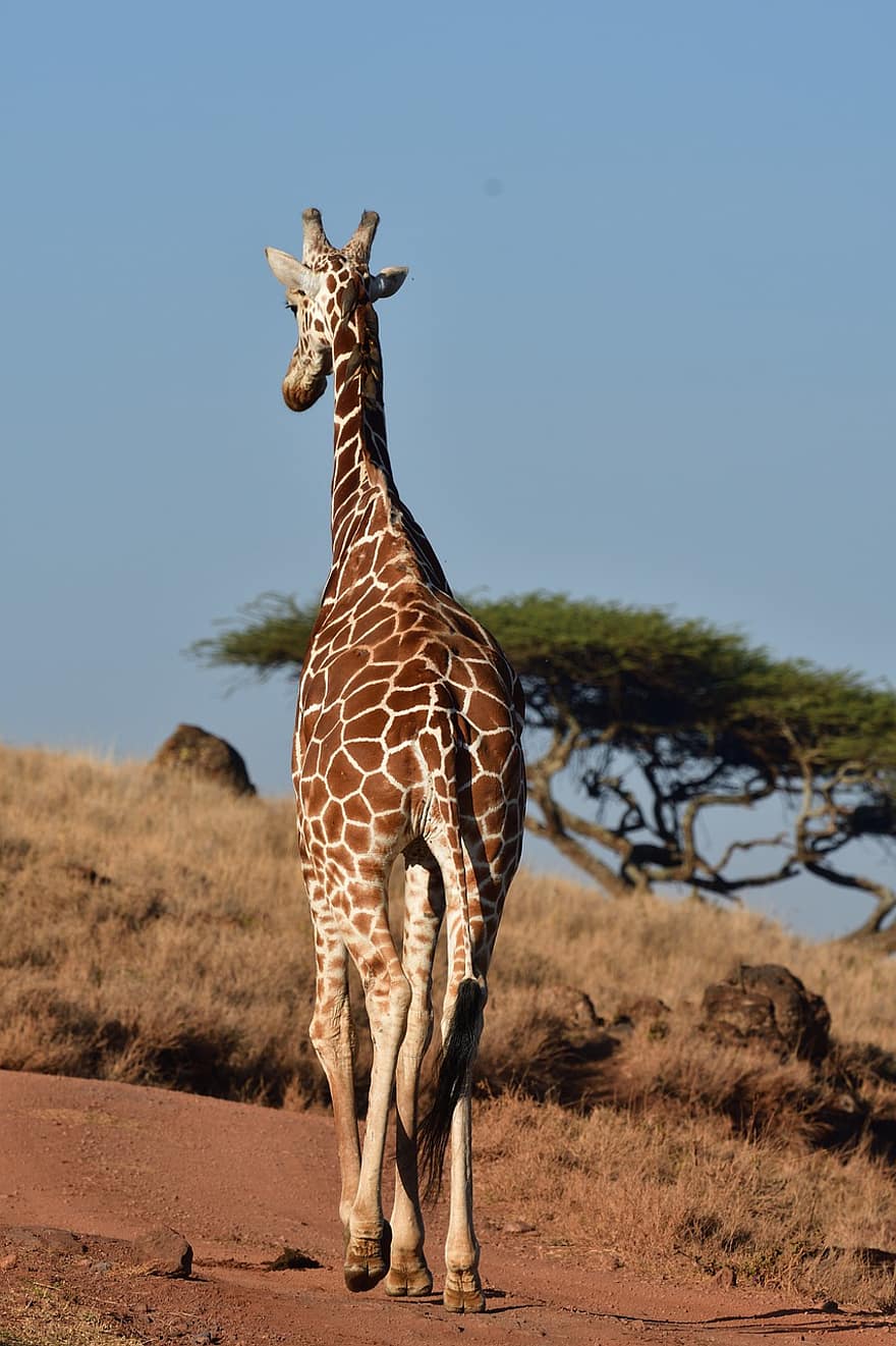 netvormige giraffe, dier, zoogdier, Somalische giraffe, Giraffa reticulata, wild dier, dieren in het wild, fauna, wildernis, natuur, Lewa