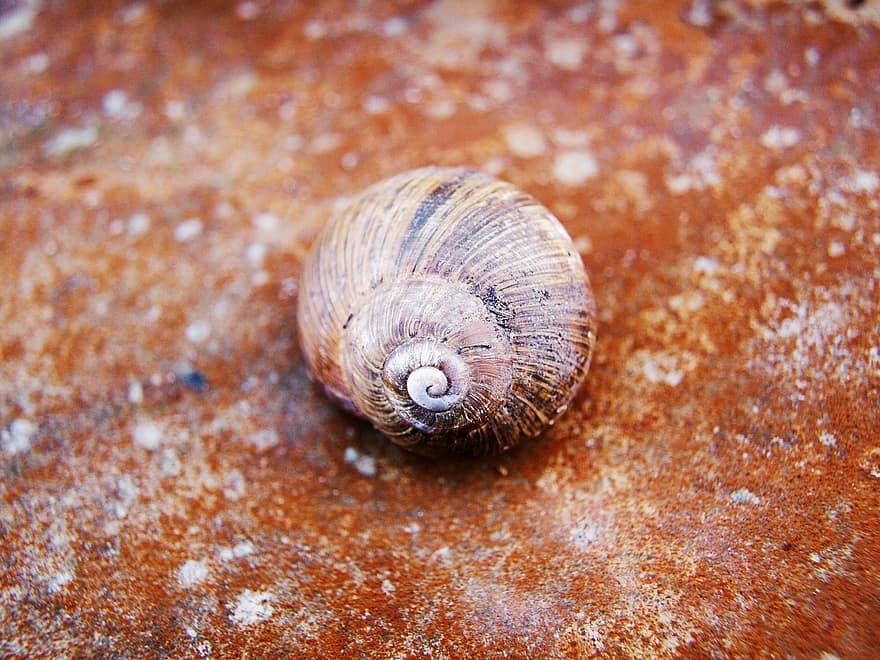 snegl, shell, spiral, mollusk, tekstur, Vingårdsnegl, nærbilde, makro, dyreskall, gastropod, slimete