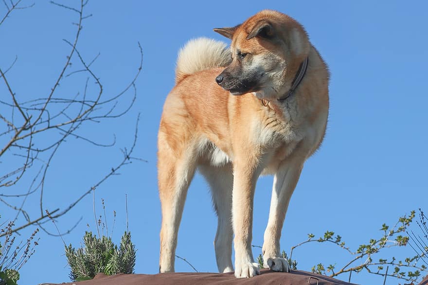 akita, hybrid, hund, akita inu, vakthund, sällskapsdjur, vaksam, vakt, päls, hårig, porträtt