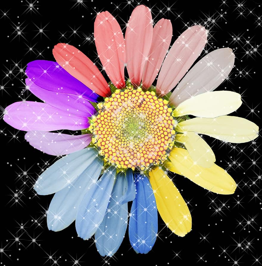 маргарита, квітка, цвітіння, колір, барвисті, листя, фантазія