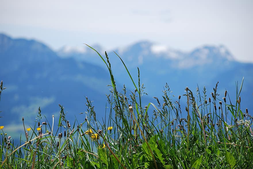 Příroda, louka, hory, Alpy, tráva, letní, zelená barva, modrý, venkovské scény, rostlina, jaro