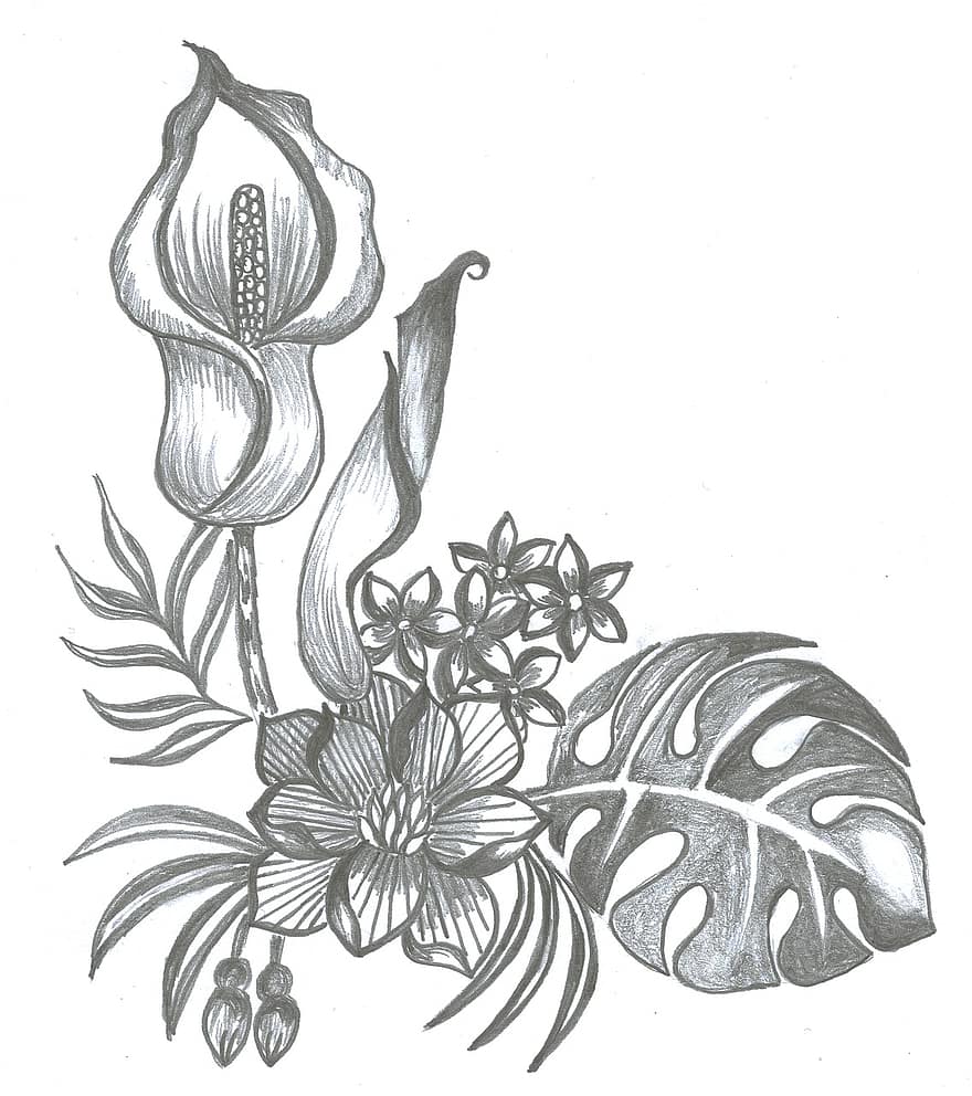 Pencil Drawing, Hand Drawing, Bloom, Plant, Palm, Decoration, flower, leaf, illustration, antique, isolated