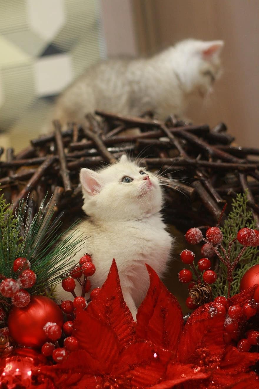 kucing, membelai, anak kucing, licik, hewan, hari Natal, bulu, motif natal, lokal, kucing rumahan, potret kucing