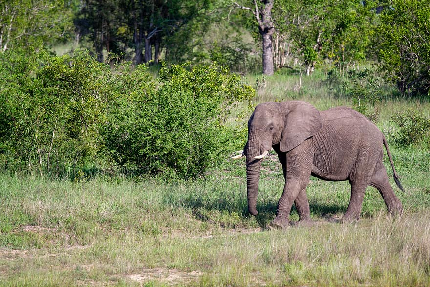слон, Африка, природа, животные, живая природа, деревья, пейзаж, большой, бивень, на открытом воздухе, млекопитающее