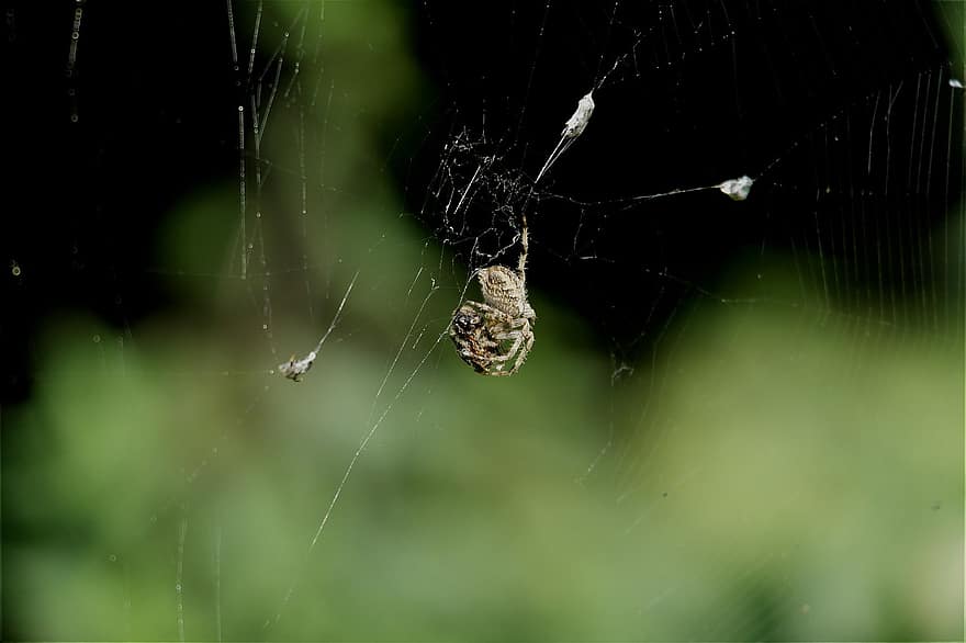 edderkop, insekt, væver, fælde, edderkoppespind, netværk, arachnid, araknofobi, leddyr, Arachnology, væsen