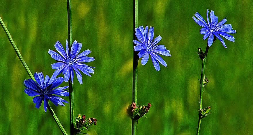 Flowers, Chicory, Tongue Blooms, Cichorium Intybus, Composites, Asteraceae, Field, Edge Of Field, Summer, Summer Flowering, Summer Flower