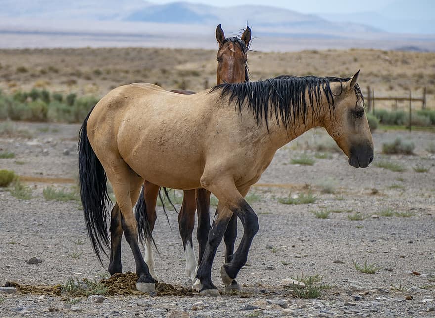 cavalos, cavalos selvagens, deserto, paisagem árida, mamíferos, animais selvagens