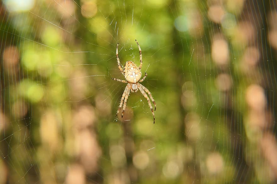 паяк, паяжина, мрежа, Оранжев паяк, вид от паякообразни, Arachnophobia, Арахнология, членестоноги, насекомо, ентомология, боке