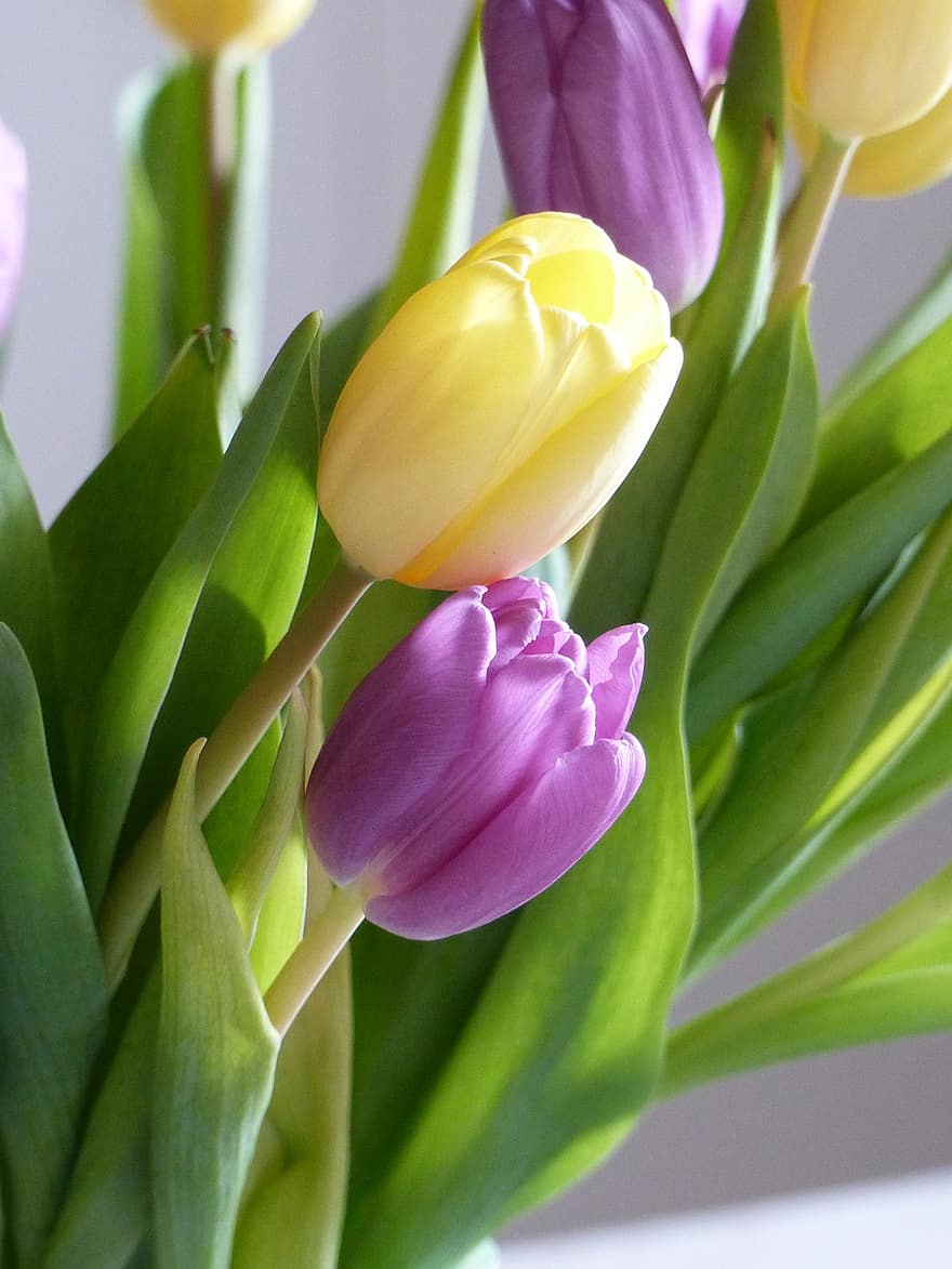 тюльпани, фіолетовий, жовтий, квіти, цвітіння, флора, природи, весняні квіти, рослини, квітучі рослини, впритул