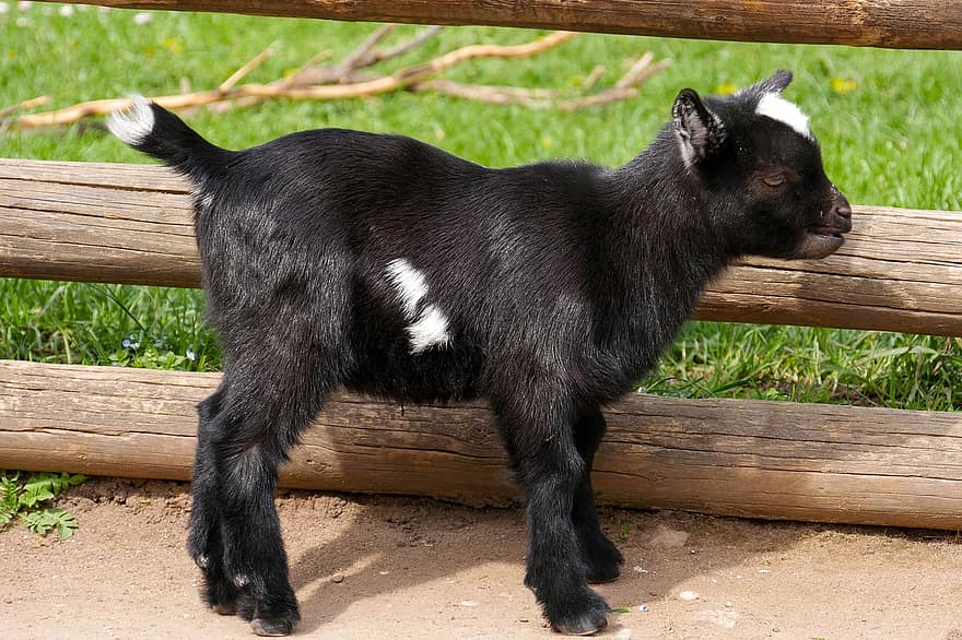 Goat, Kid, Farm Yard, Paddock, Animal, Domestic Goat, Young Goat, Small Animal, cute, pets, domestic animals