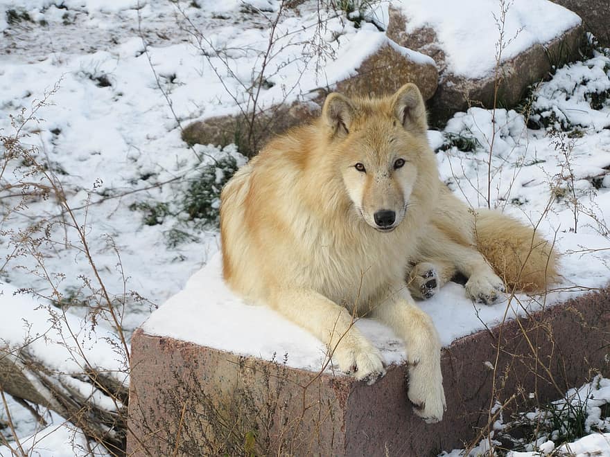 farkas, téli, hó, ragadozó, állat, természet, emlős, poláris, sarkvidéki, canis lupus tundrarum, állatkert