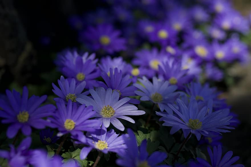フラワーズ、紫の、咲く、花、紫色の花、紫色の花びら、花びら、フローラ、花卉、園芸、植物学