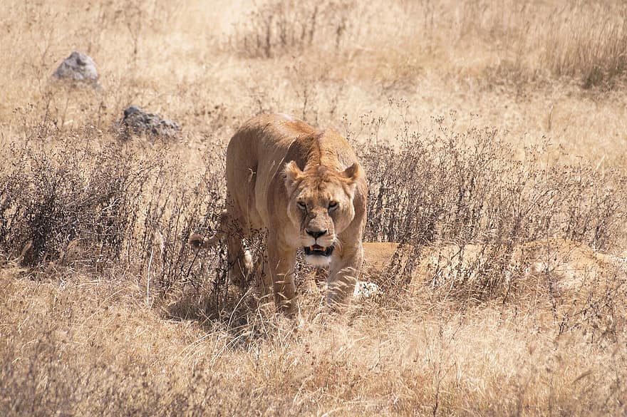 lvice, lev, zvíře, savec, velká kočka, divoké zvíře, volně žijících živočichů, dravec, lovit, safari