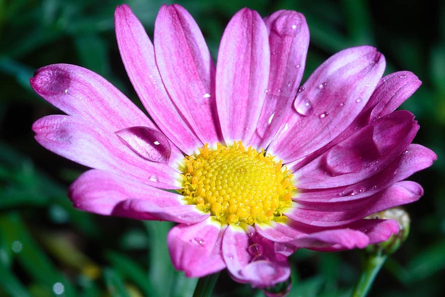 Daisy, Flower, Dew, Marguerite Daisy, Petals, Bloom, Dewdrops, Wet, Plant, Nature, close-up