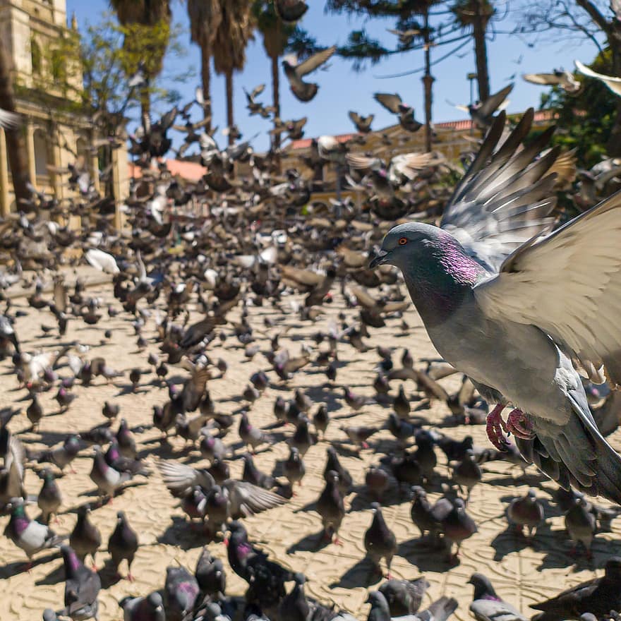 Dove, Flying, Bird, Feathers, Peace, Wings, Pigeons, dom, Nature, Flight, Fly