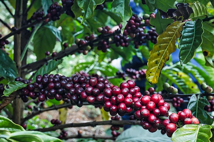 コーヒー、熟した果物、栽培、フィールド、葉、フルーツ、鮮度、閉じる、ブランチ、農業、工場