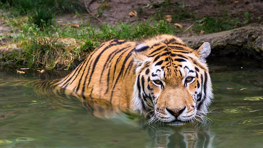 harimau, hewan, air, mandi, mamalia, kucing besar, binatang buas, margasatwa