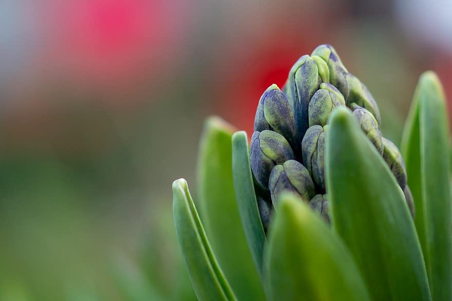Hyacinth, Flower, Spring Flower, Blossom, Bloom, Garden, Flora, Plant, Fragrant Flower, Fragrant, Close Up