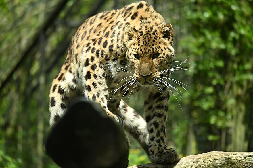 amur leopard, vild kat, feline, stor kat, rovdyr, fik øje på, leopard, kødædende, pattedyr, dyr, vildt dyr