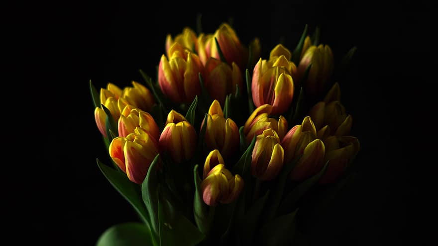 flores, tulipas, vaso de flores, ramalhete, fundo preto, natureza, beleza, emoções, saudação floral, cartão, elegante