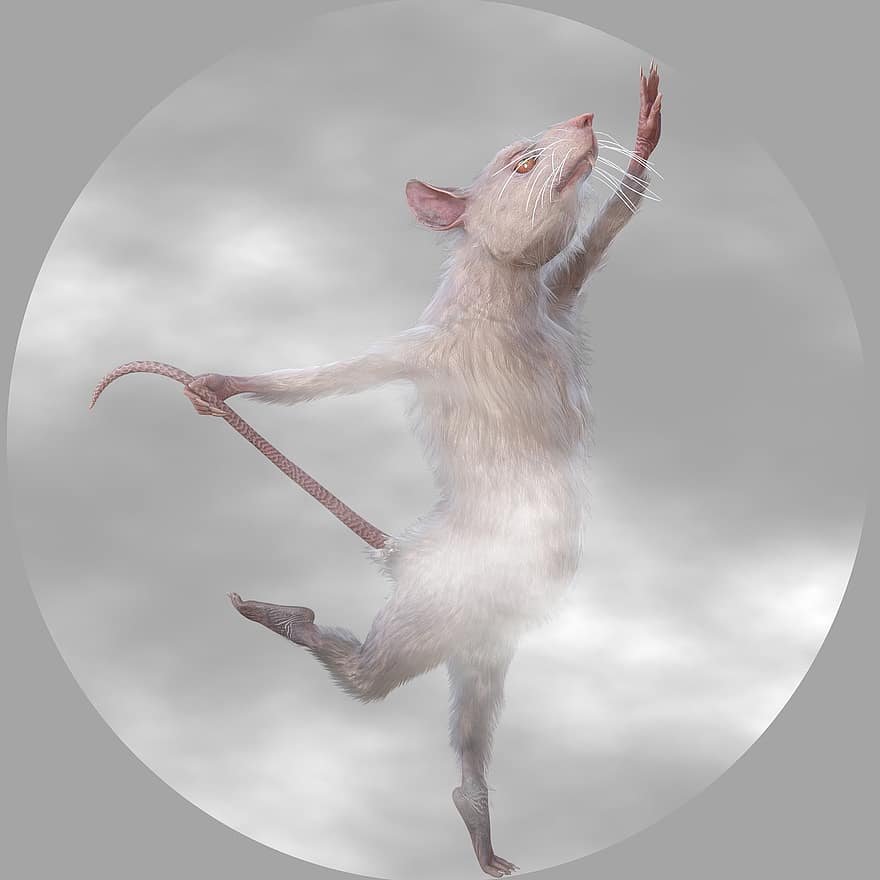 الفأر ، باليه ، للرقص ، حيوان ، الحيوان الثديي ، توضيح ، الحيوانات الأليفة ، جذاب ، الخلفيات ، حيوان واحد ، الفراء