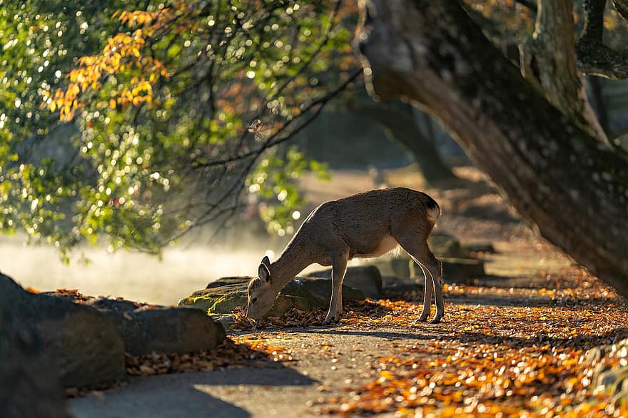 Venado Sika, parque nara, ciervo, mamífero, otoño, Japón, hojas otoñales, hojas de otoño, animales salvajes, animal