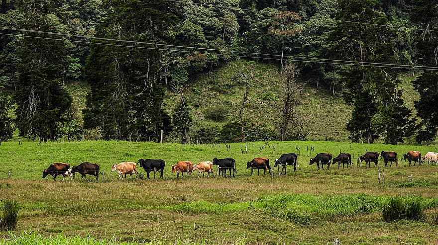karves, gyvulius, bandos, paddock, ūkis, kalnas, kaimo