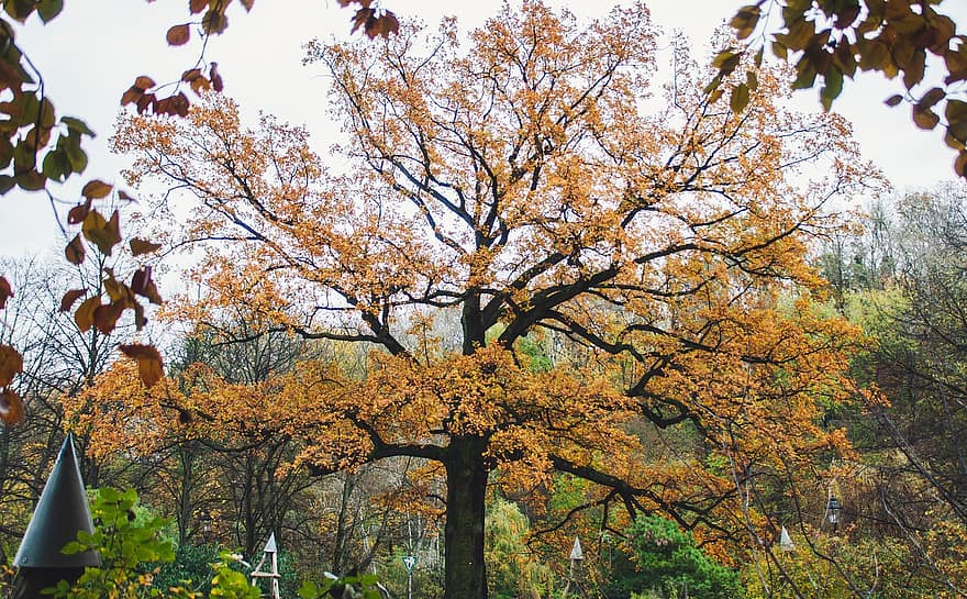 オーク、木、秋、樫の木、葉、枝、トランク、自然、シーズン、黄、森林